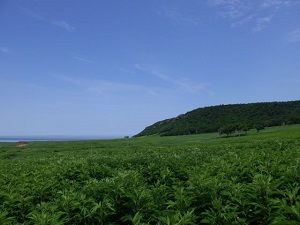 青々とした草木が生い茂る景色