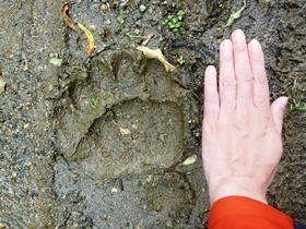 ヒグマの足跡