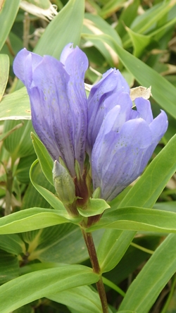 エゾオヤマリンドウの花