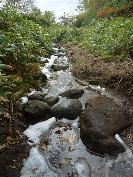 現在の羅臼湖線歩道の様子