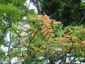 ナナカマドの葉が春の紅葉