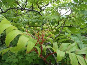 ナナカマドが青い実を蓄え始めました。