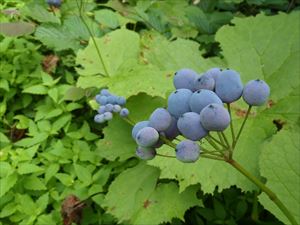 5～6頃に花が咲くサンカヨウは実をつけていました。