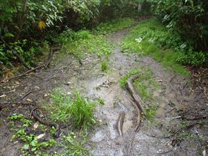 歩道上は水たまりやぬかるみが多数ありました。