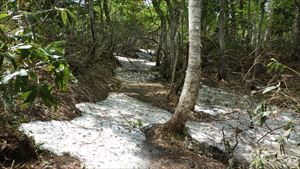 残雪の厚いところは地面から溶けて空洞になっていることが多いため大変危険ですので、雪渓を渡る際は細心の注意を払って下さい。