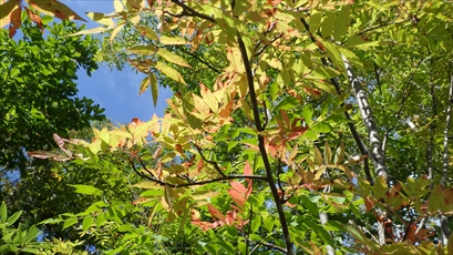 木々も色づき始めています
