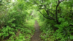 歩道の状況