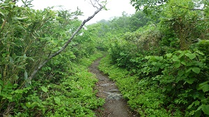 歩道の状況