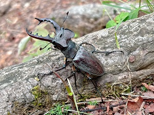 ミヤマクワガタ