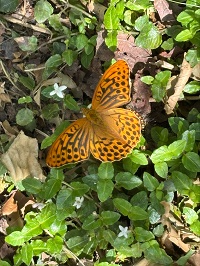 ミドリヒョウモン