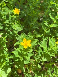 マシケオトギリの花