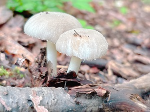 ヒメコナカブリツルタケ