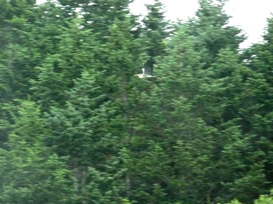 風糠山林道上空を飛ぶアオサギ