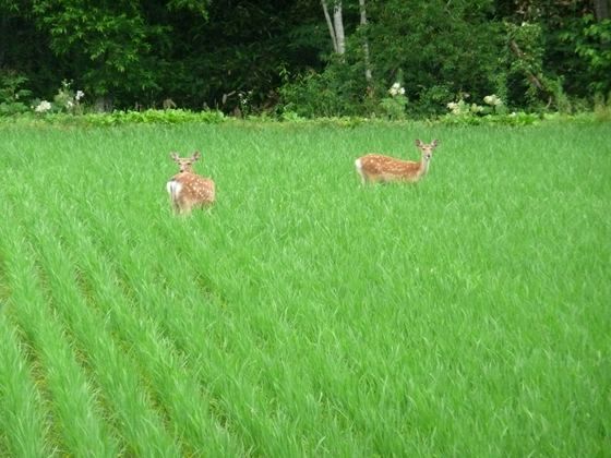 風糠山林道手前の水田で、エゾシカ2頭がいました