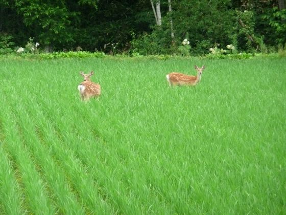 風糠山林道手前の水田で、エゾシカ2頭がいました