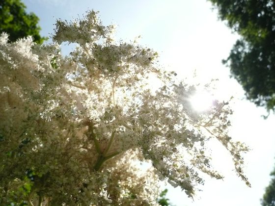 オニシモツゲの花