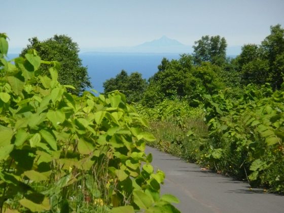 箸別小屋までの町道からは利尻岳を遠望出来ました