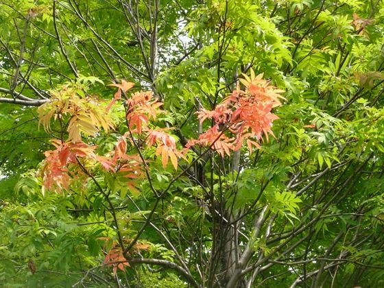 舎熊岳林道の途中、ナナカマドの葉が部分的に紅葉しています