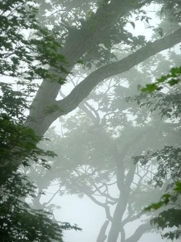 霧雨が降って来ていましたが、この様な天候ほど、木々が美しく幻想的に見れます