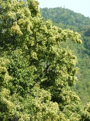 シナノキの花