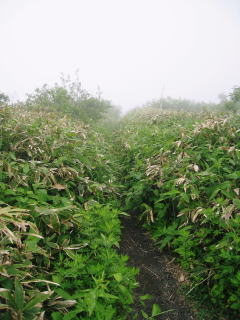 登山口導入部分です。