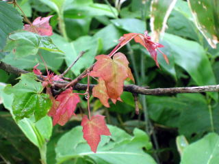 かなり気温が下がって紅葉した葉