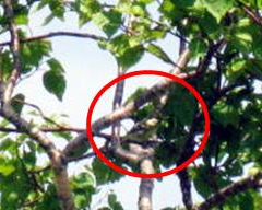 登山道で見かけた鳥