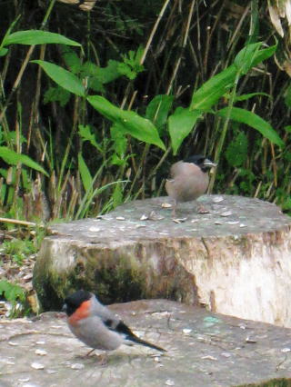 ウソ（オスが赤い方、奥はメス）