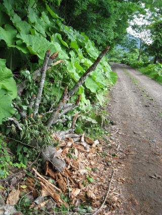 藻琴山方面口から5km地点。腐った木の根が落ちてきていていました
