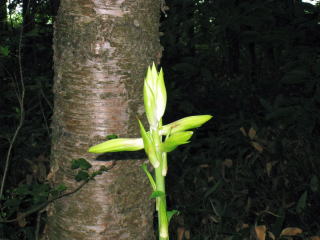 この花の正体は？