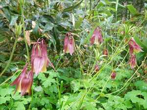 ミヤマオダマキ開花直後