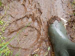 真新しい大きなクマの足跡