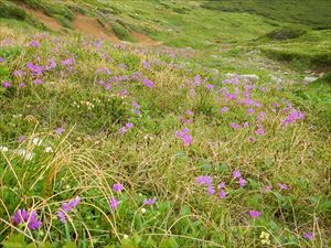 沢山の高山植物が花期を迎えていました。