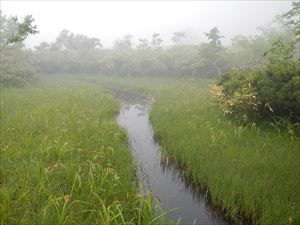 ヒグマの沼と呼ばれる水場が歩道脇