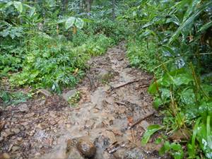 歩道に流れる雨水