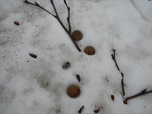 雪ウサギの丸い落とし物