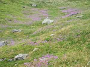 現在、避難小屋周辺には非常に多くの高山植物が芽吹き花を咲かせています。