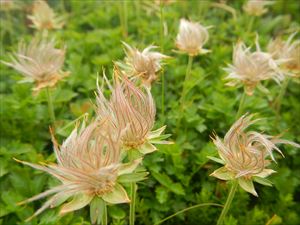 チングルマの花が散り、柱頭部分が綿毛状になっていました