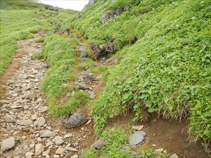 植生の踏み荒らしを確認