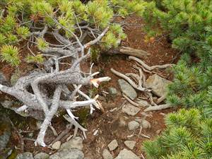 踏み荒らしによる植生の被害が発生