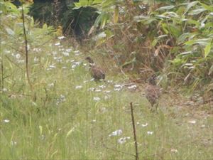 ライチョウ