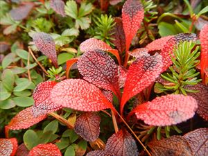 ウラジロナナカマドの葉が赤く色づき始めている