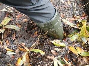 湿地帯では、ところによってはすね又は膝くらいの深さがあります。