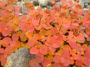 マルバシモツケが紅葉