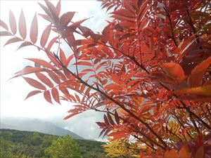 ウラジロナナカマドの紅葉