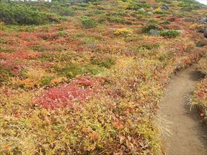 更に標高を上げ、富良野岳肩分岐に進みますと、紅葉した植生が辺り一面を覆っており、見頃を迎えていました。