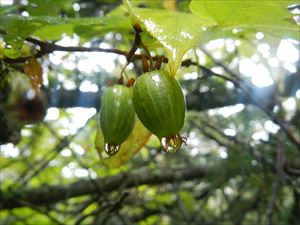 マタタビの果実