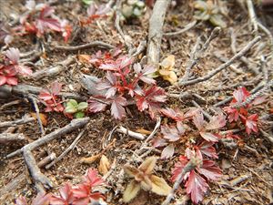 チングルマの葉が覗き紅葉