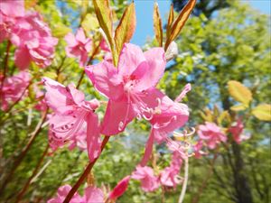 全道的に夏日となった令和3年度のGSS初日は、富良野市も30度近くまで気温が上がり、ムラサキヤシオツツジが色鮮やかに咲いていました。