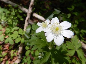 キンポウゲ科の花、ニリンソウが足下に咲いていました。雪代の残るユーフレ沢と鮮やかに咲く花々に夏の訪れを感じました。